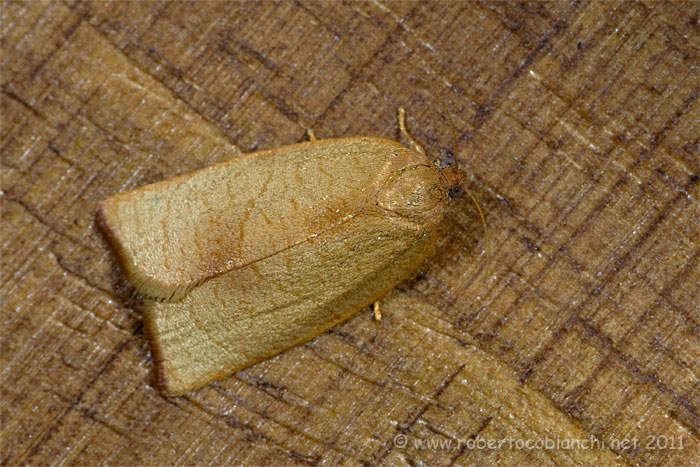 piccola falena da indentificare